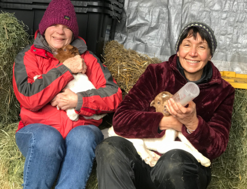 Preparing for Kidding Time 2020