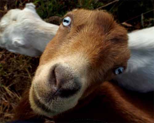 rcg-homepage-panel-buy-fresh-goats-milk-min